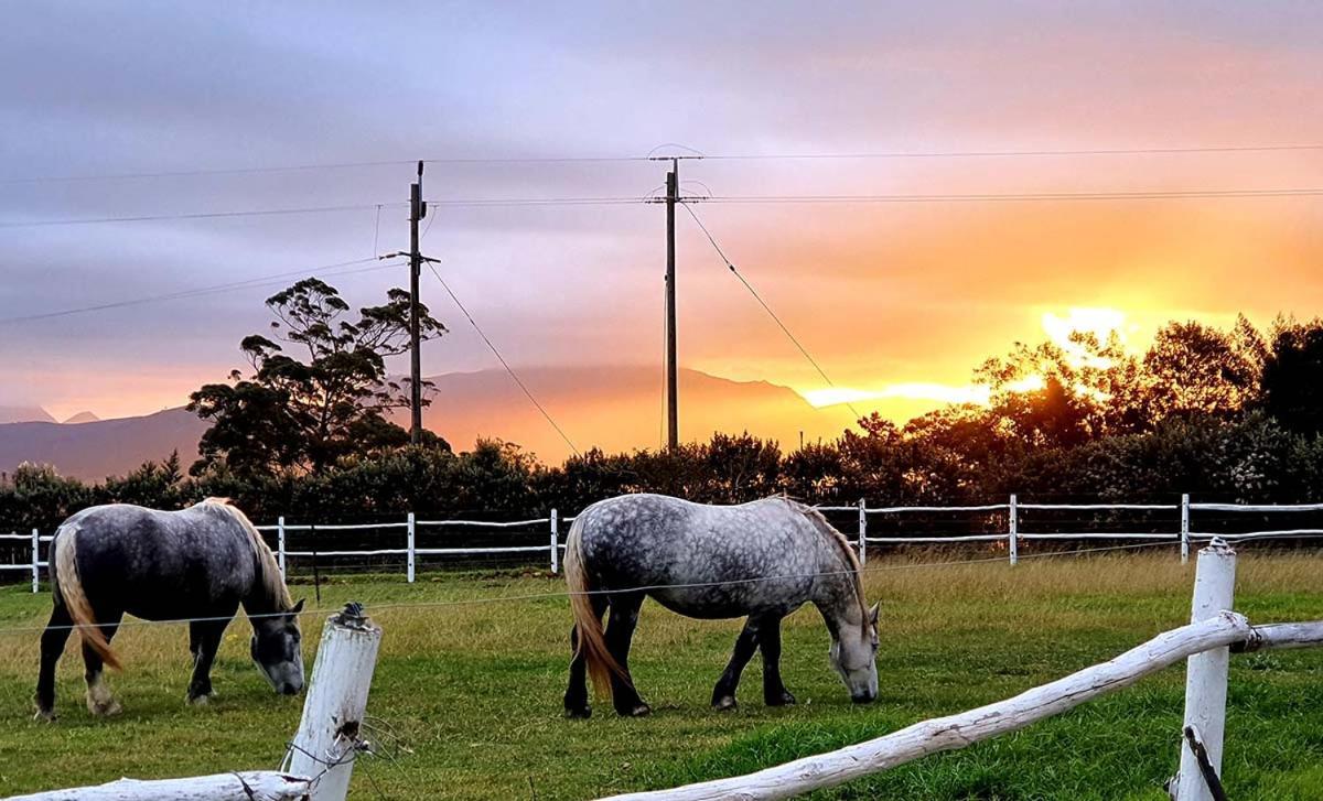 Outeniqua Moon Percheron Stud Farm Ruiterbos Dış mekan fotoğraf