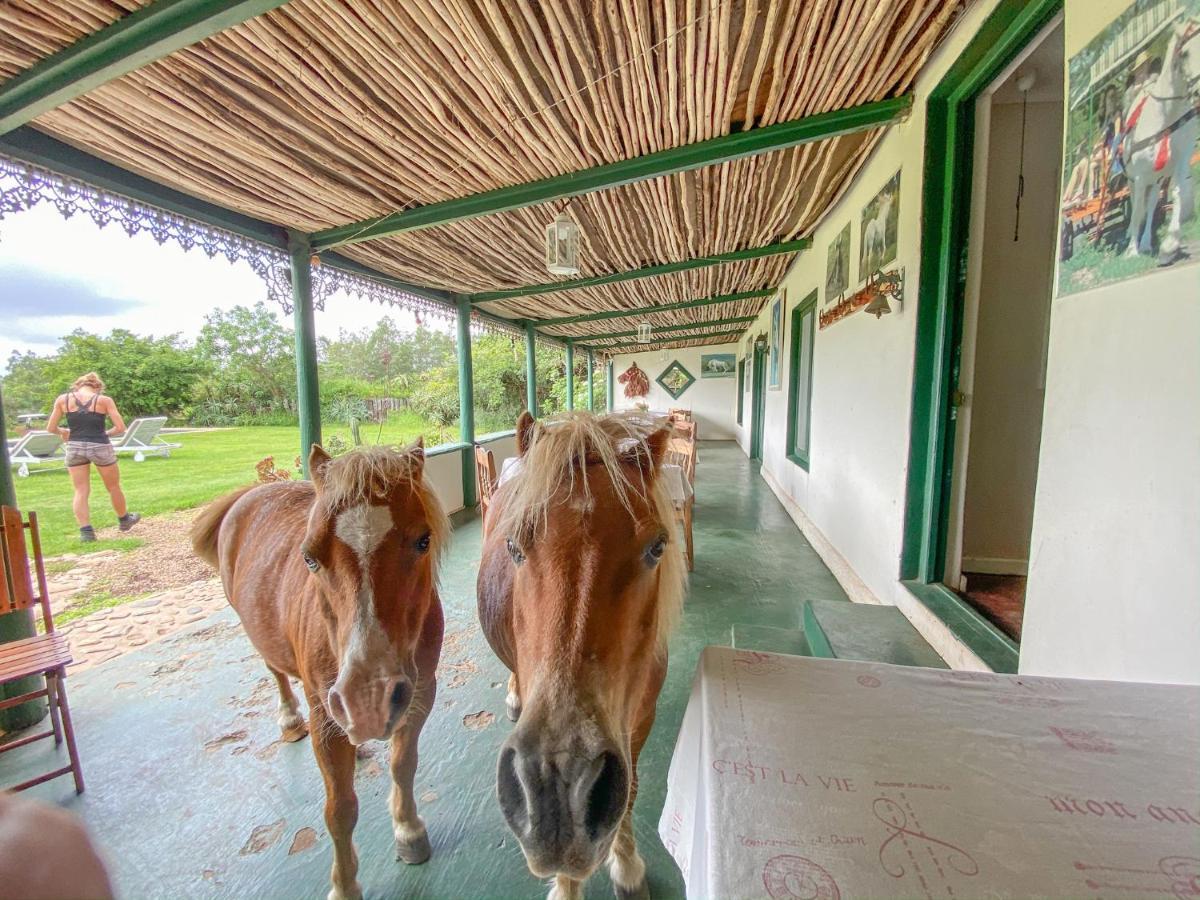 Outeniqua Moon Percheron Stud Farm Ruiterbos Dış mekan fotoğraf